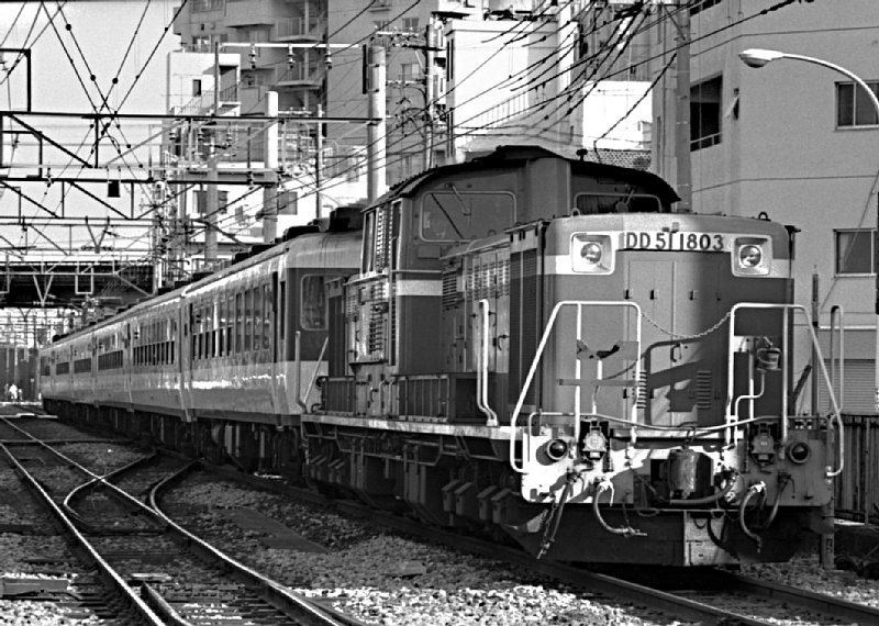 DD511803_shirakaba.jpg