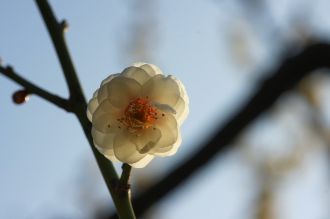 DSC00405池上梅園