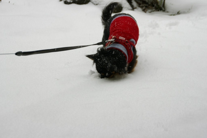 DSC00824雪アブー