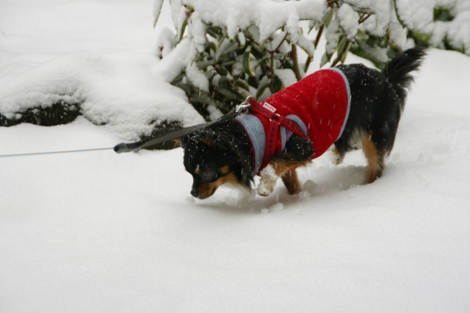 DSC00816雪アブー