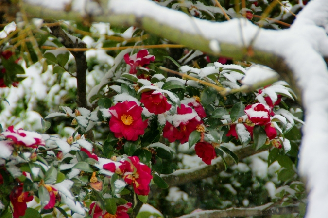 DSC00796東京雪