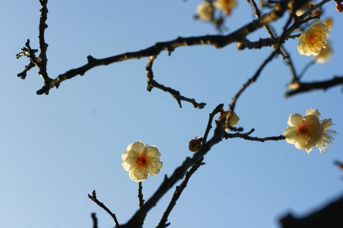 DSC00485池上梅園2