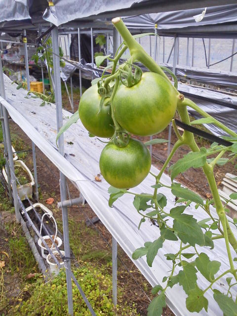 1021tomato.jpg