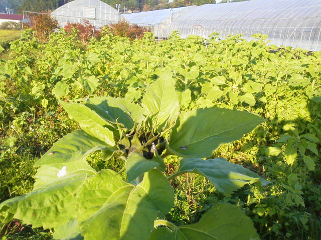 1028hima_20141028192542813.jpg