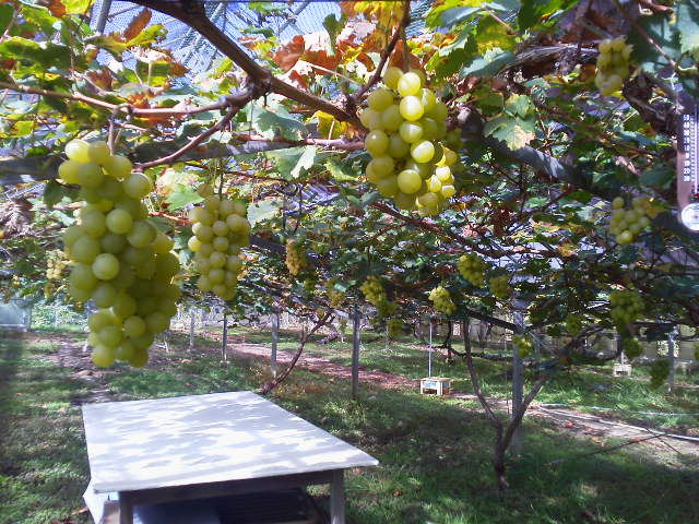 1030areki2.jpg