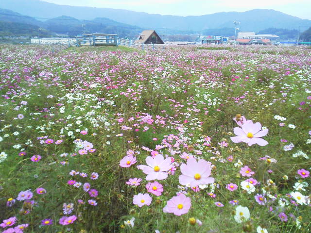 1031kosumosu.jpg