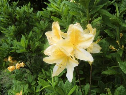 黄花のレンゲツツジ2