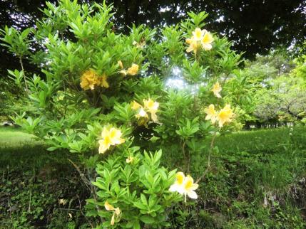 黄花のレンゲツツジ