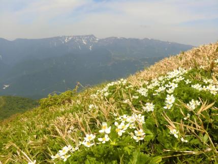 ハクサンイチゲのお花畑　後方は苗場山