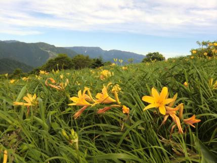 三国山のお花畑