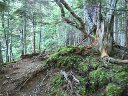 樹林帯の登山道