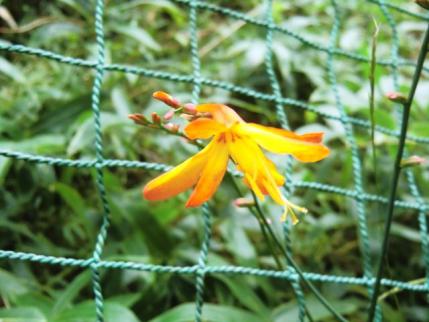 この花は・・・？