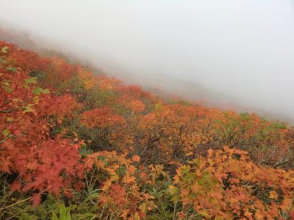 山頂下の紅葉