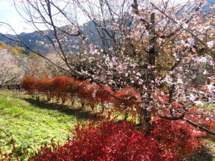 真っ赤なドウダンと桜