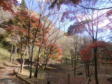 城峯山キャンプ場の紅葉