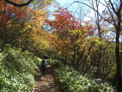 長七郎への紅葉の道