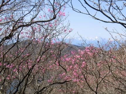アカヤシオ  後方に白い上越国境の山並み