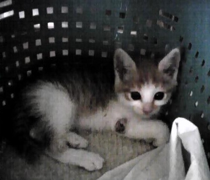 子猫
