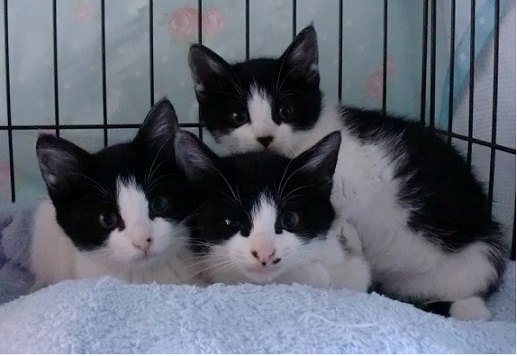 ハチワレ3