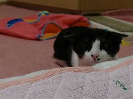 ハチワレ