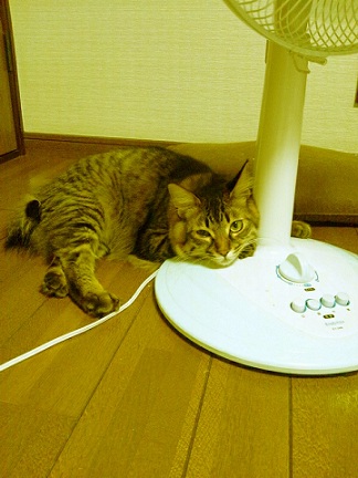 たいが01