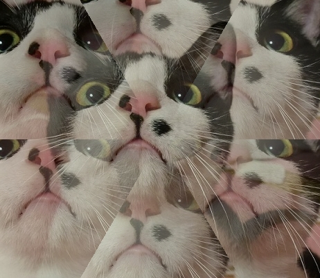 ハチワレ