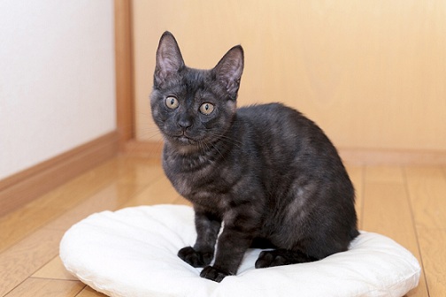 お兄ちゃん