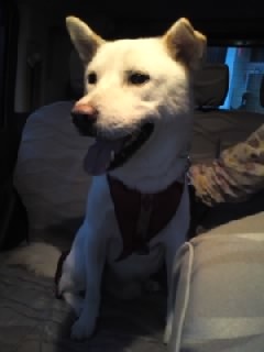 珍島犬