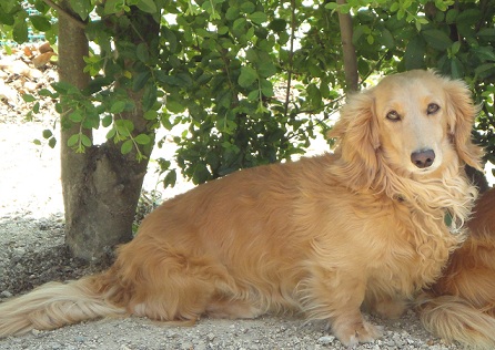 迷子犬