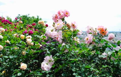 SC_0295.jpg