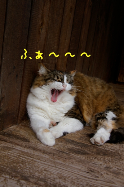 Melia 2012051602