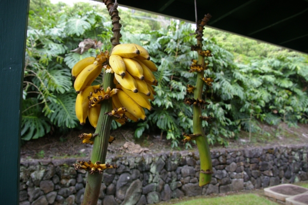 banana20120628233954.jpg