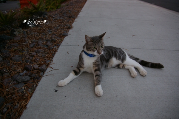 cat_011213.jpg