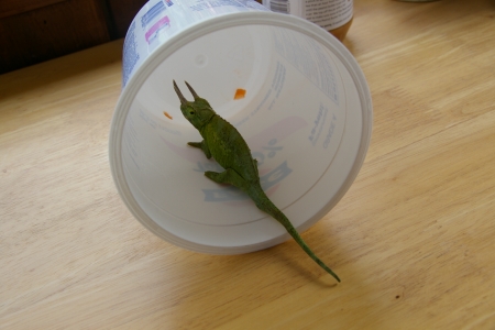 chameleon.jpg