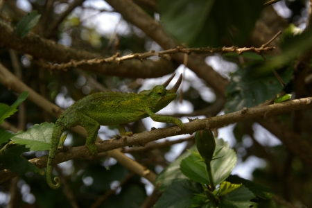 chameleon1.jpg