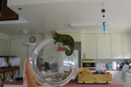 chameleon2.jpg