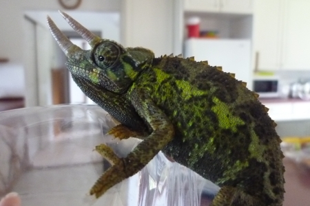 chameleon4.jpg