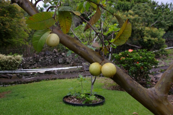 guava0519.jpg