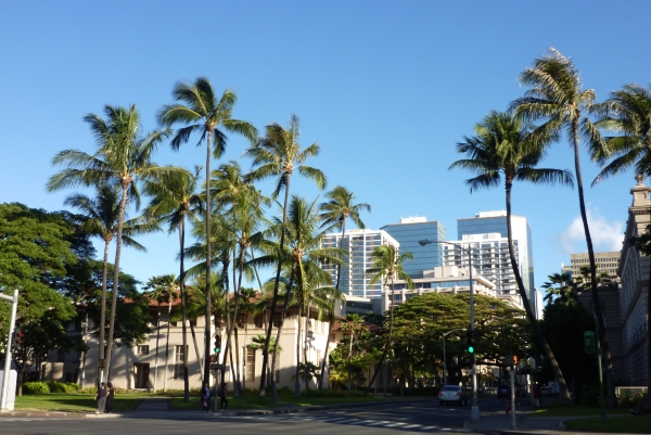 honolulutree20120705223759.jpg