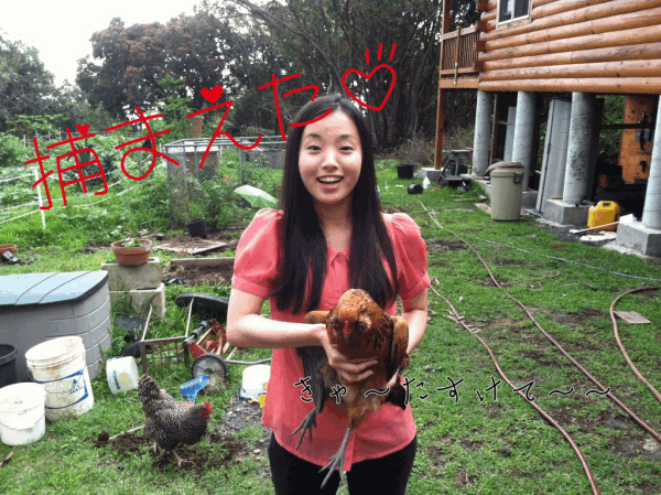 niwatori.gif