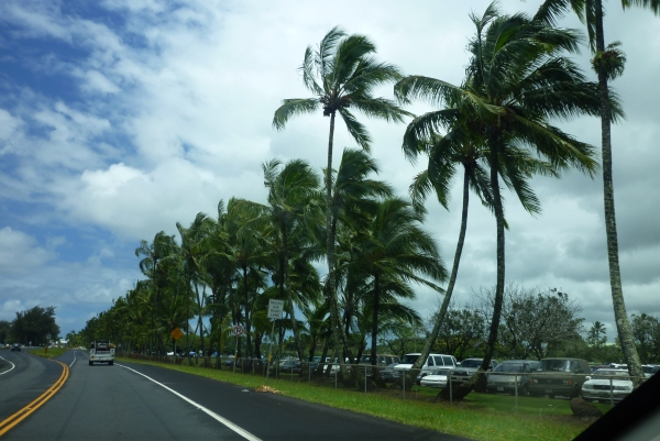 palm20120608082707.jpg