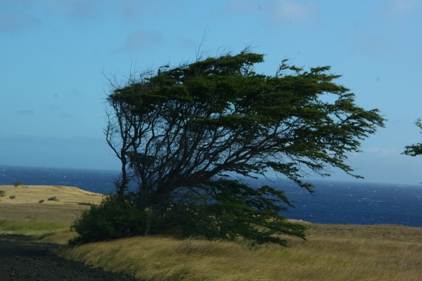 tree.jpg