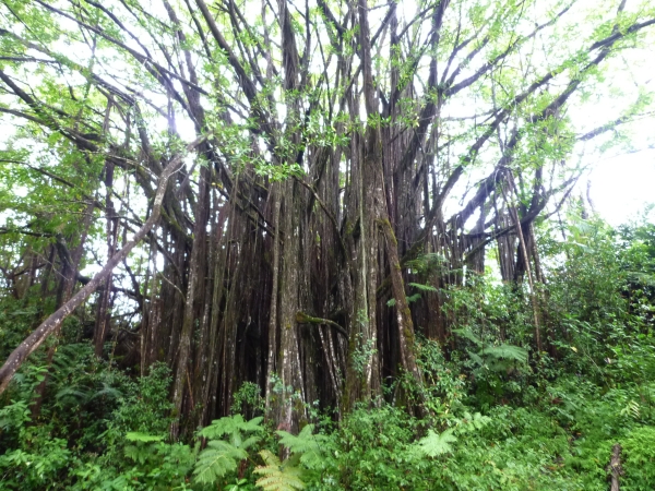 tree20120607111322.jpg