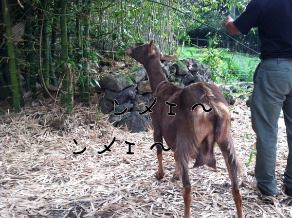 yagi.jpg