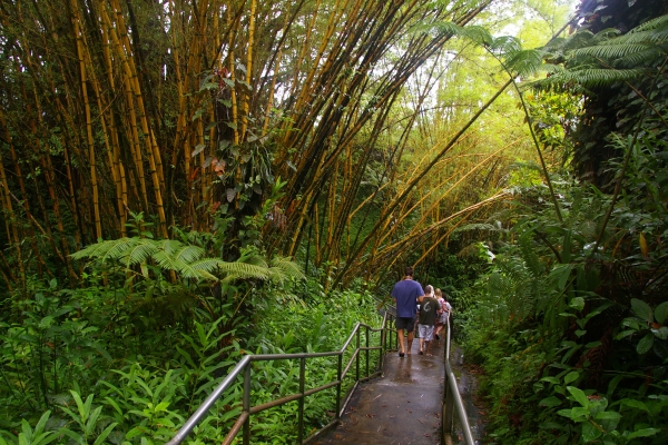 yellowbamboo20120607111202.jpg