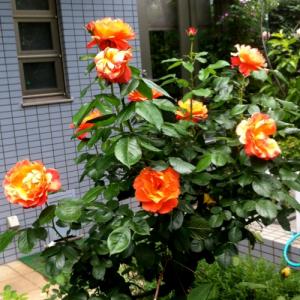 moblog_d3b554b5.jpg