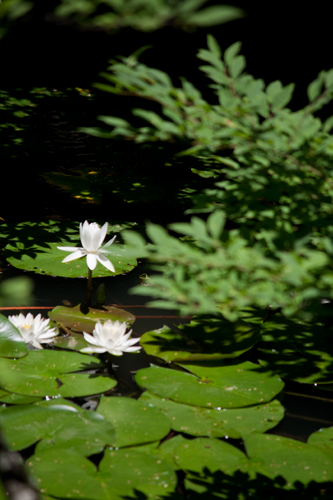 _MG_0960.jpg