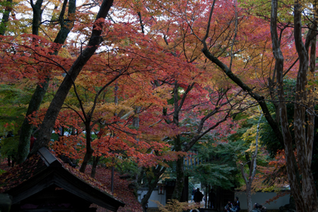 _MG_1505.jpg