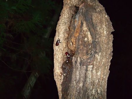 カブトムシ1
