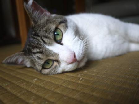きの子